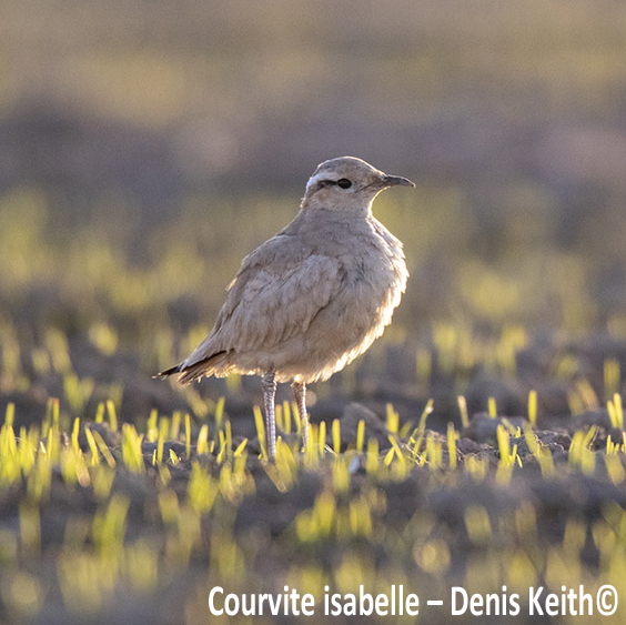 Un oiseau d’Afrique en Eure-et-Loir