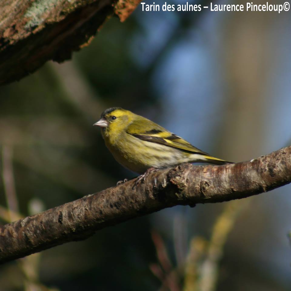 Quel Est Cet Oiseau Eure et Loir Nature Quel Est Cet Oiseau Eure et Loir Nature