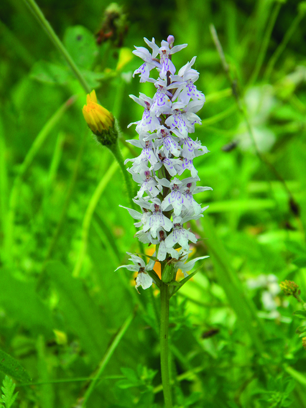 Nouvel Inventaire de Biodiversité Communale à Lèves par Eure-et-Loir Nature