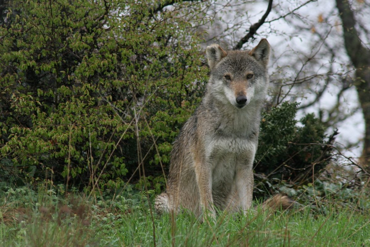 Un loup en Eure-et-Loir