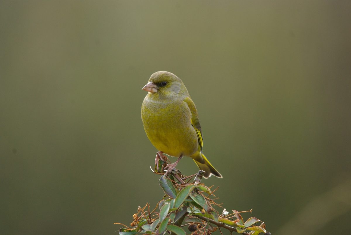 Le nourrissage des oiseaux en hiver – Recommandations