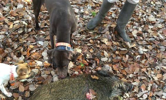 Réaction à l’arrêté préfectoral ouvrant des espaces dérogatoires au monde de la chasse