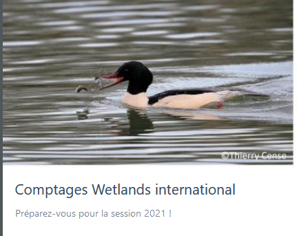 Comptages Wetlands international : la session 2021 arrive mi-janvier