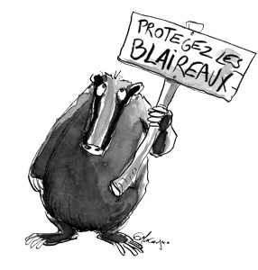 Consultation départementale sur la chasse aux blaireaux : donnez votre avis
