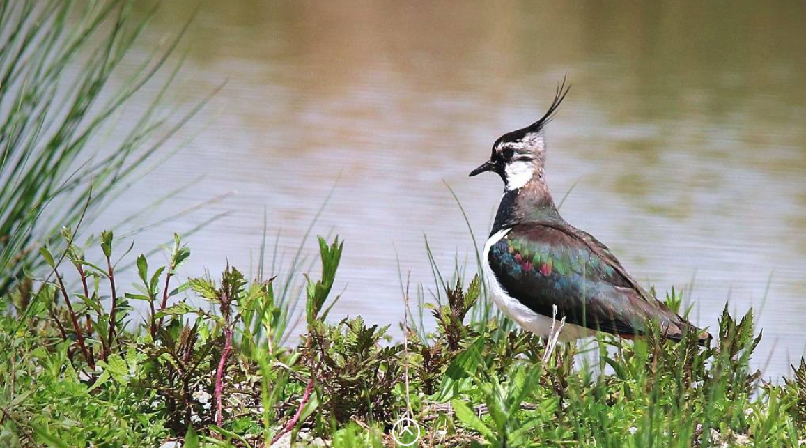 les « chasses traditionnelles » des oiseaux : participez aux consultations en cours