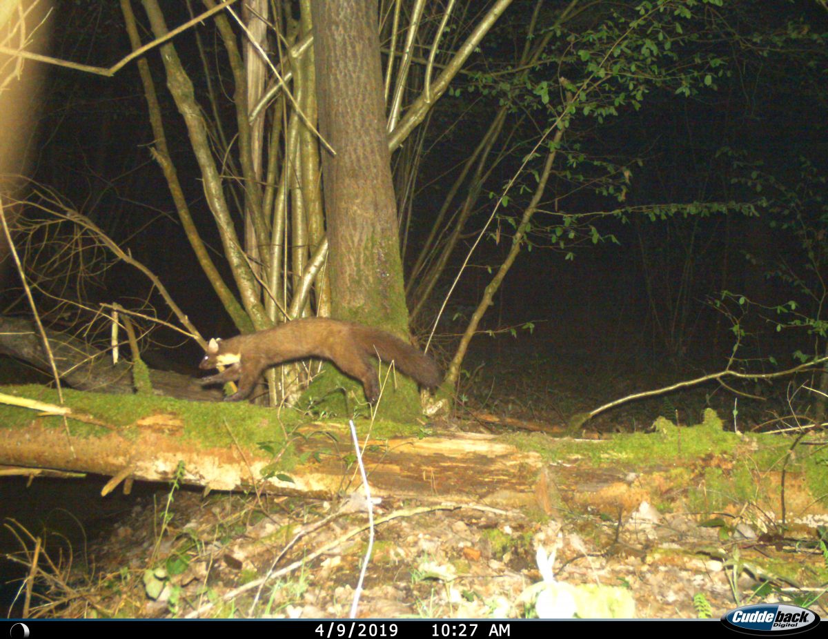 À la recherche des petits carnivores en forêt de Senonches