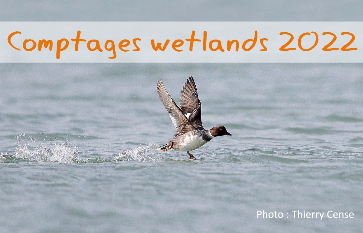 Synthèse des comptages Wetlands 2022 en Eure-et-Loir