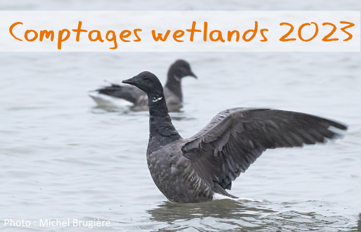 Synthèse des comptages Wetlands 2023 en Eure-et-Loir