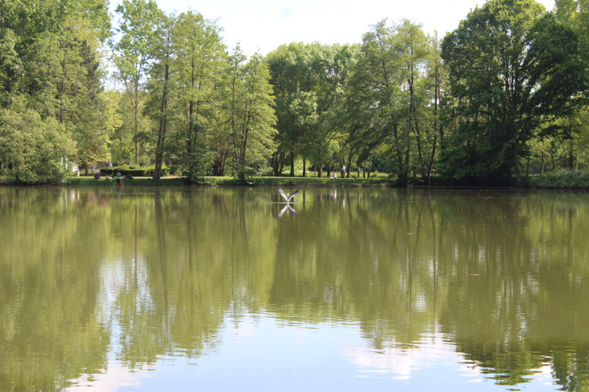 Etang communal de Morancez - Elodie Chatel