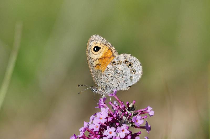 INVENTAIRE DE BIODIVERSITÉ DE GASVILLE-OISÈME