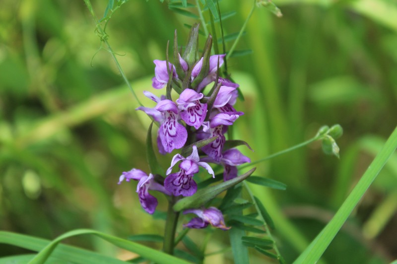 INVENTAIRE DE BIODIVERSITÉ DE SENANTES