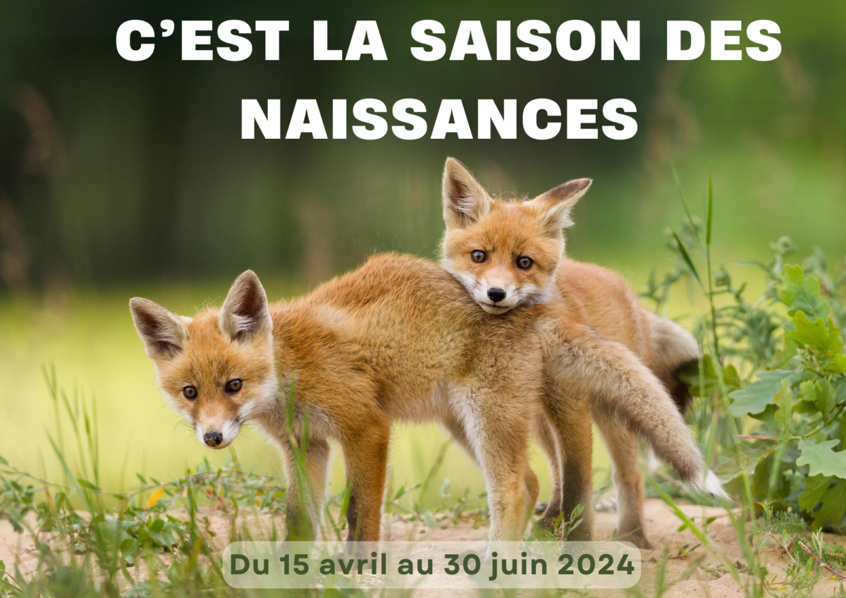 LA SAISON DES NAISSANCES