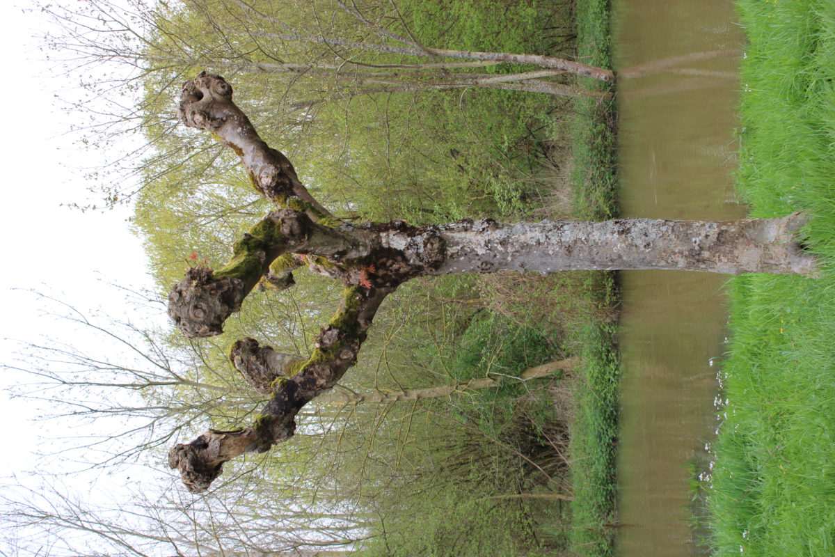 INVENTAIRE DE BIODIVERSITÉ DE MORANCEZ