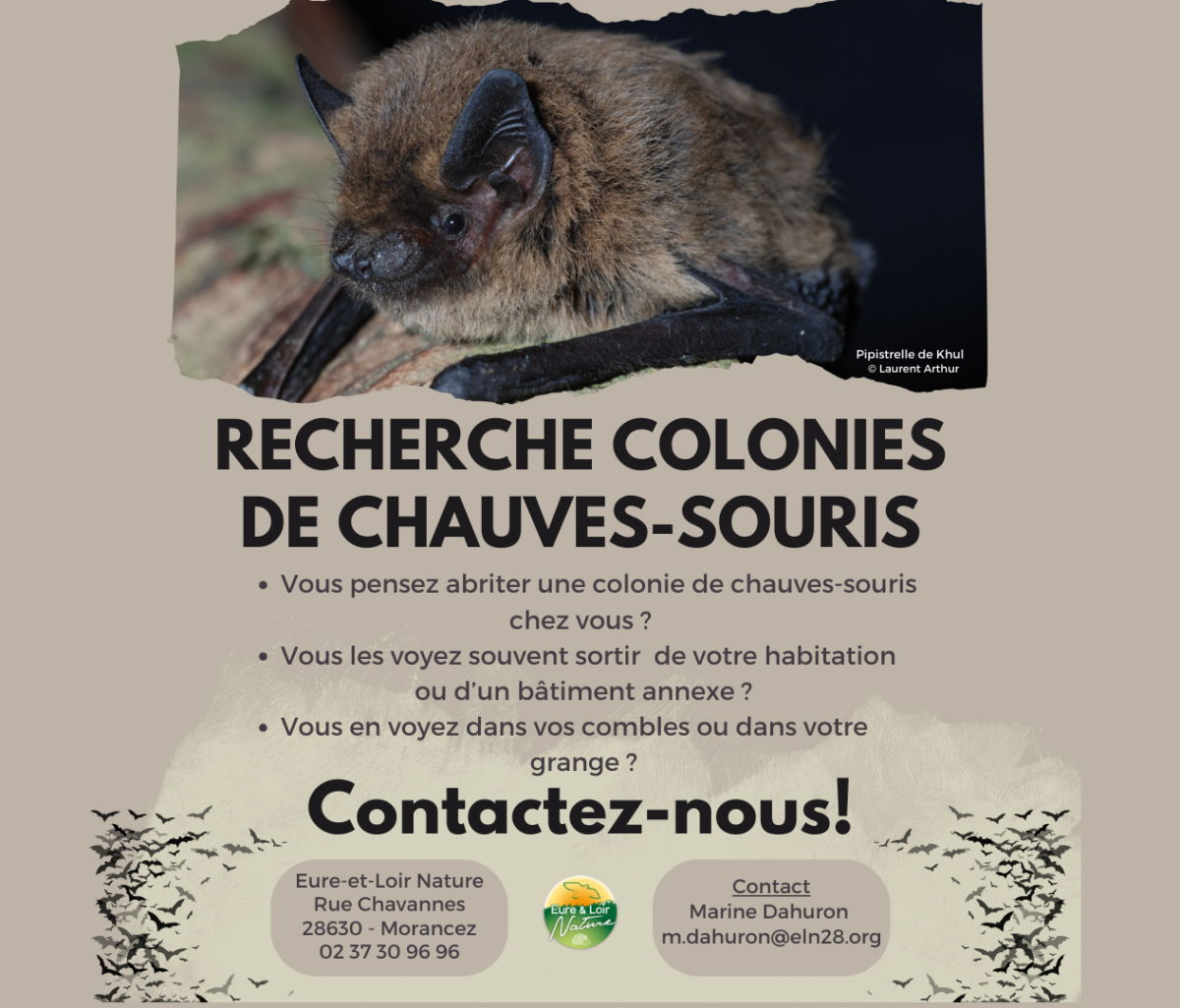 RECHERCHE COLONIES DE CHAUVES-SOURIS