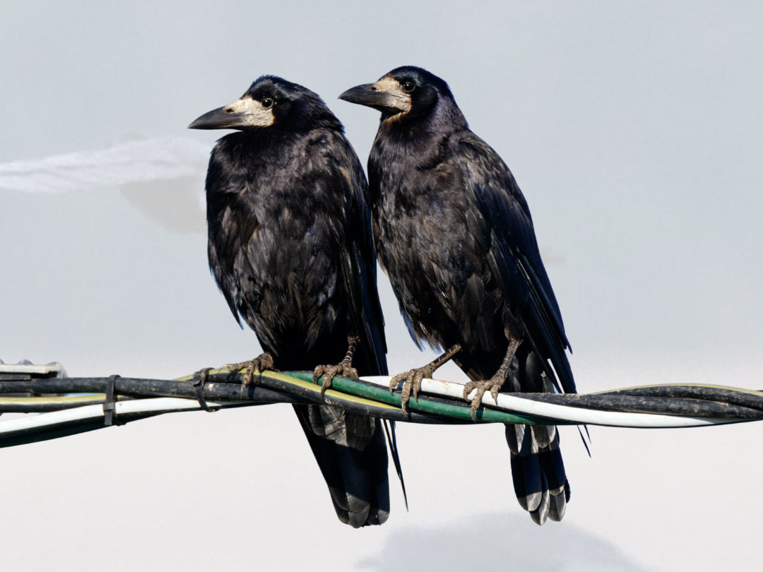 CORBEAUX D&rsquo;EURE-ET-LOIR – LES CHIFFRES EN 2025