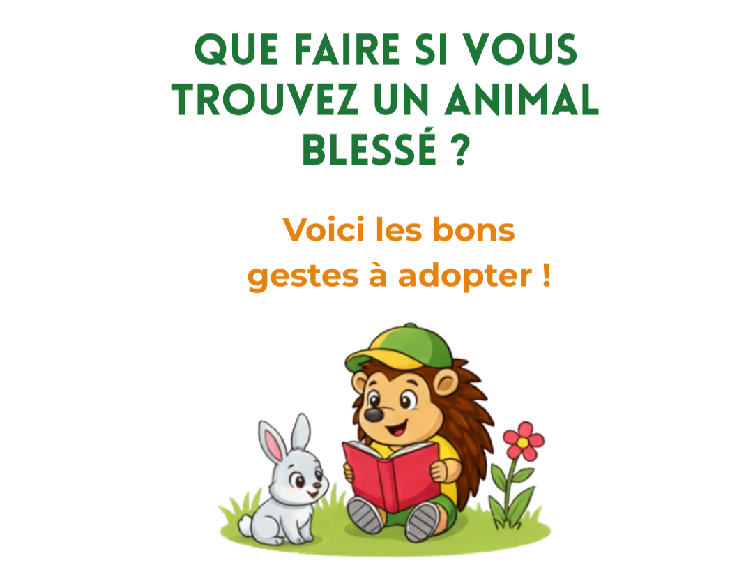 QUE FAIRE SI VOUS TROUVEZ UN ANIMAL BLESSÉ ?